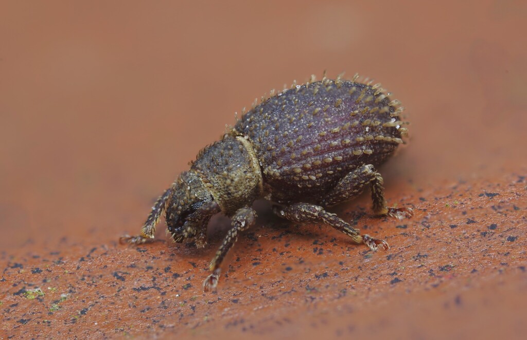 Cathormiocerus aristatus
