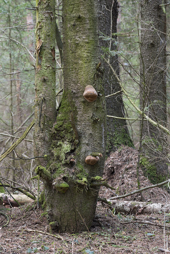 Fomitiporia hartigii