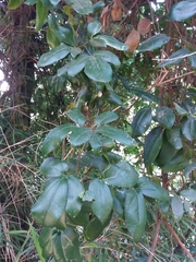 Lardizabala biternata