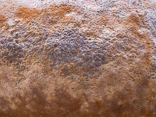 Fomitiporia hartigii