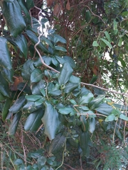 Lardizabala biternata