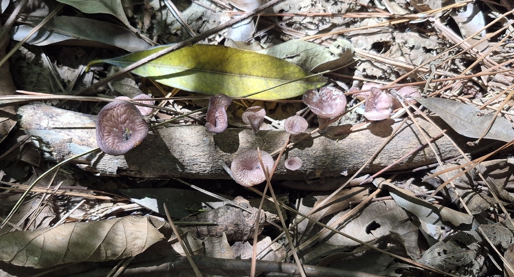 Neofavolus subpurpurascens · December 2025 · photo: © arthur-bruck (iNaturalist, cc-by)