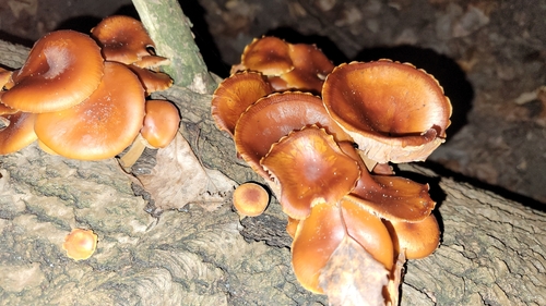 Płomiennica