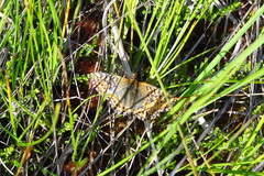 Boloria aquilonaris