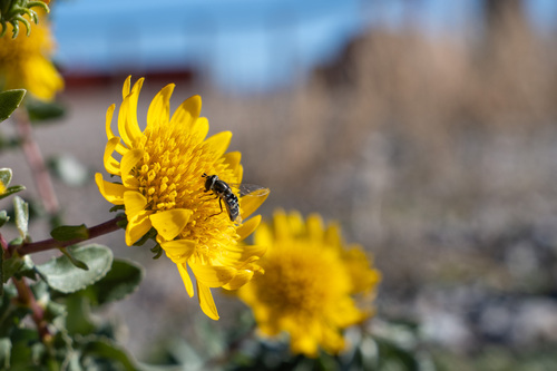 Unknown species found near Grand County, UT, USA