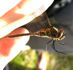 Somatochlora arctica