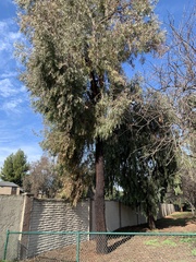 Eucalyptus sideroxylon