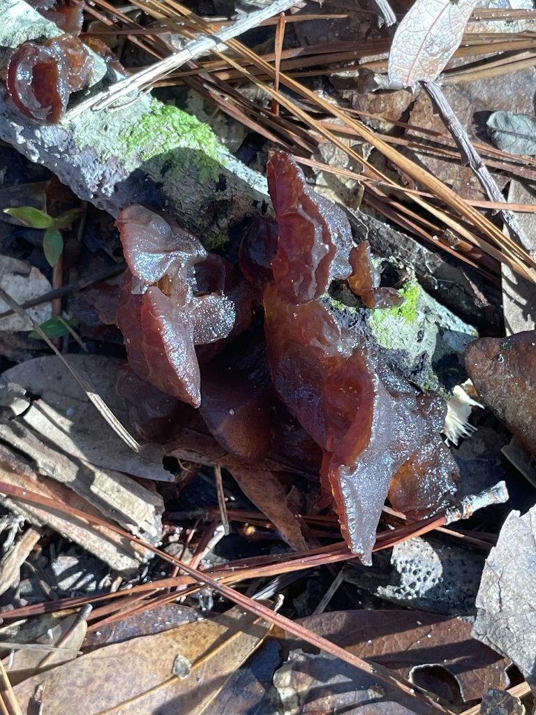 Exidia crenata · December 2025 · photo: © jmcalpin (iNaturalist, cc-by)