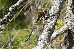 Somatochlora arctica