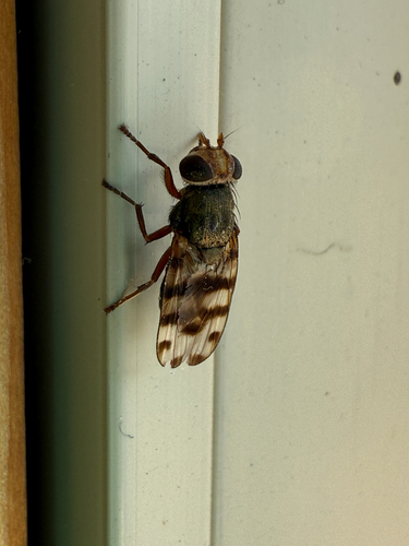 Unknown species found near Summer Lake, OR, US