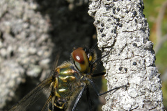 Somatochlora arctica