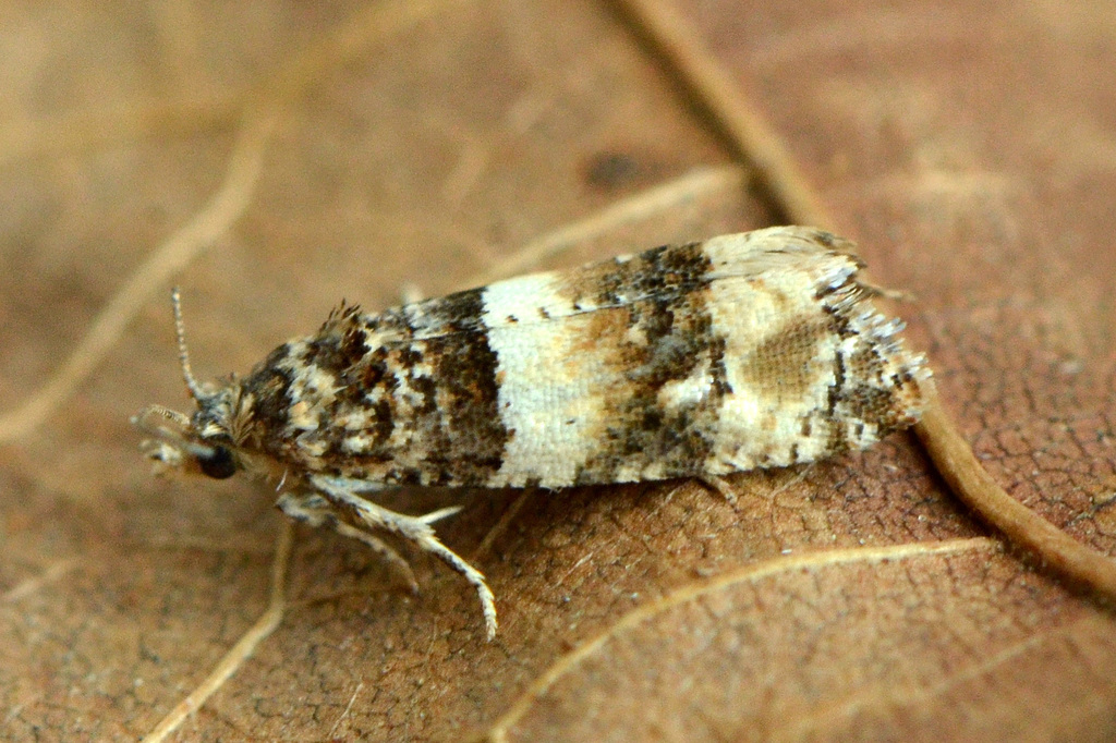 Lobesia artemisiana