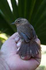Troglodytes aedon brunneicollis