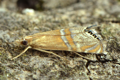 Euchromius bella