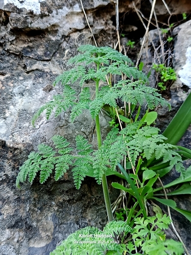 Athamanta sicula