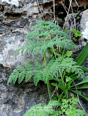 Athamanta sicula, photograph (c) Karim Haddad, some rights reserved (CC BY)