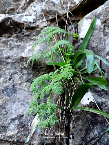 Athamanta sicula, photograph 2