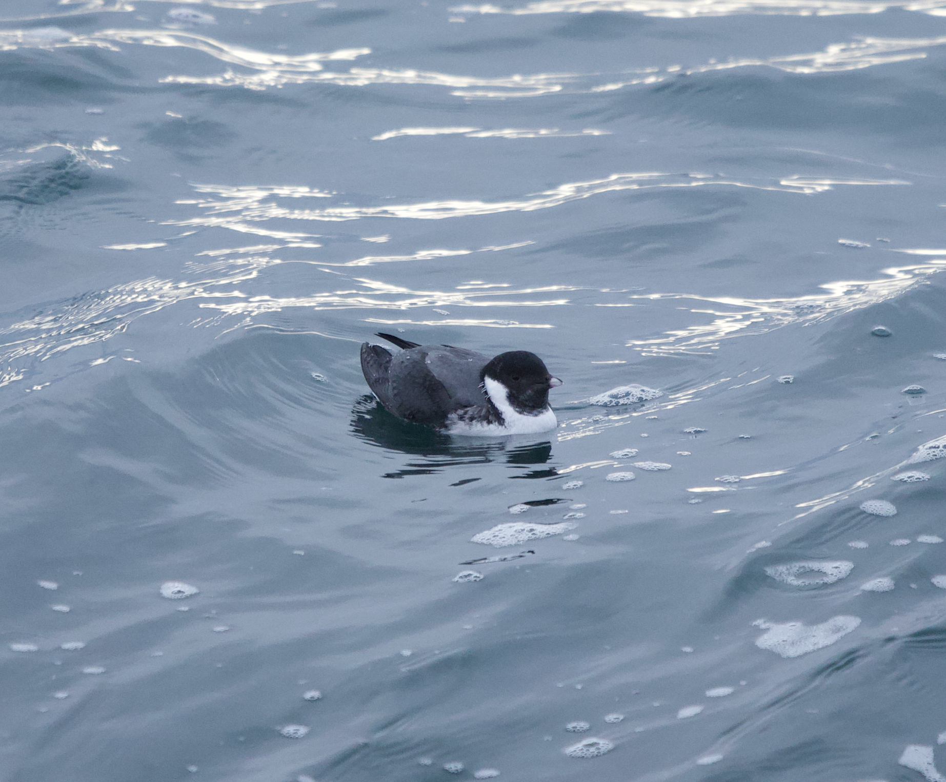 Ancient Murrelet