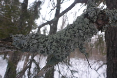 Punctelia caseana