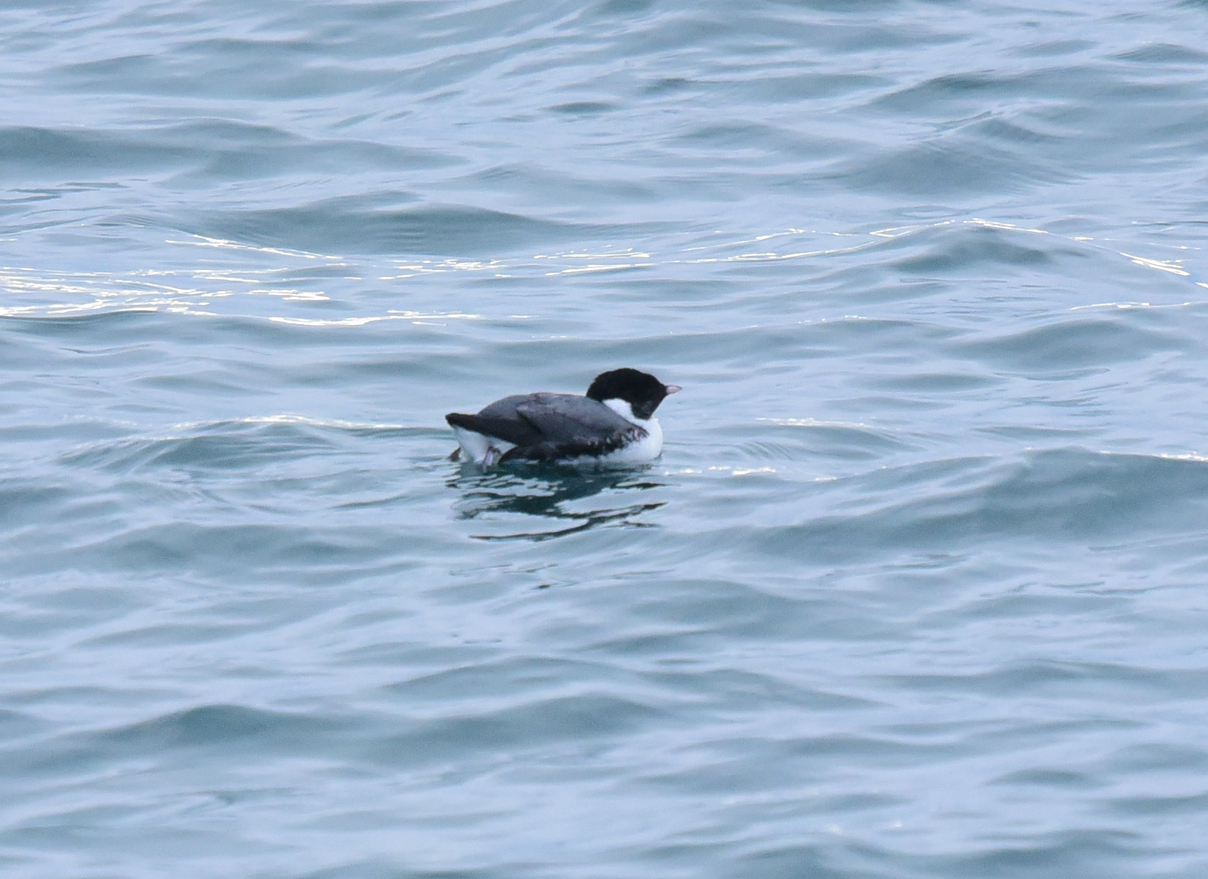 Ancient Murrelet