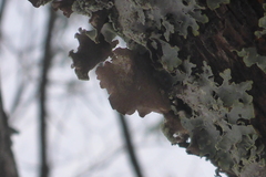 Punctelia caseana
