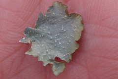 Punctelia caseana