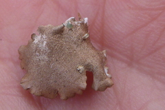 Punctelia caseana