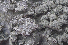 Punctelia caseana