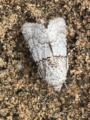 Sympistis perscripta