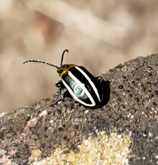 Disonycha conjuncta