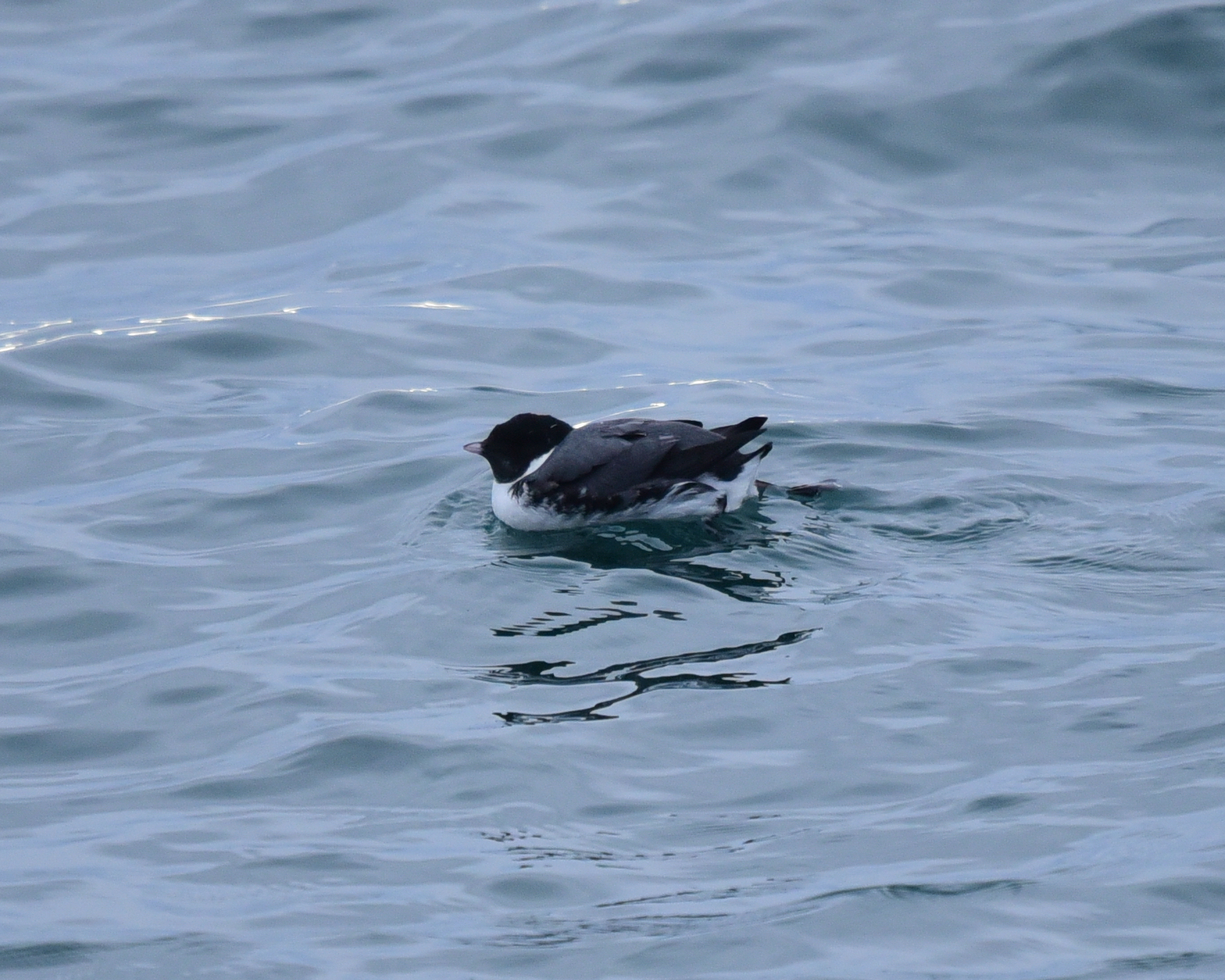 Ancient Murrelet