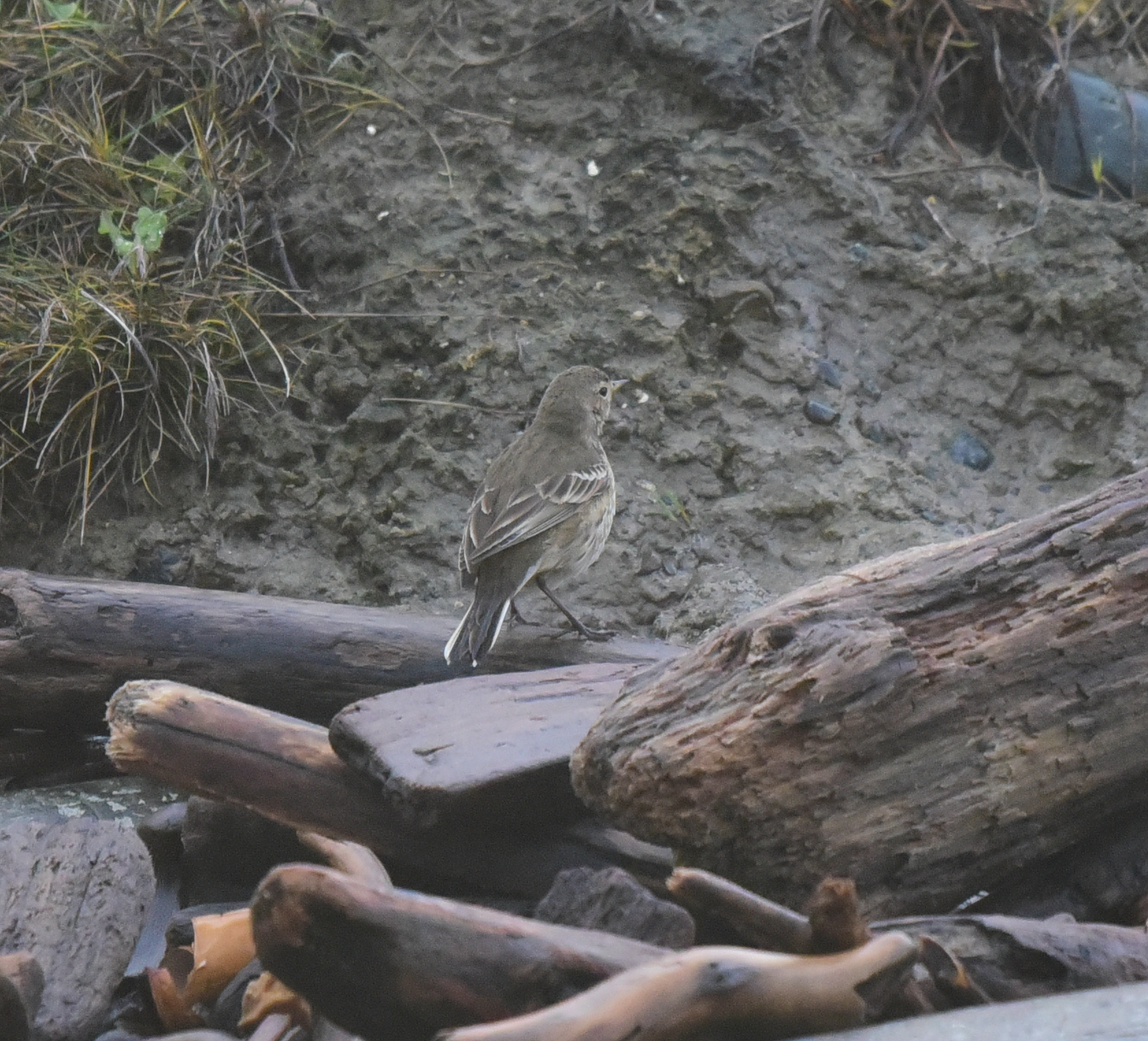 American Pipit