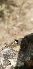 Disonycha conjuncta