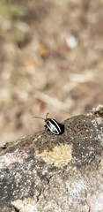 Disonycha conjuncta