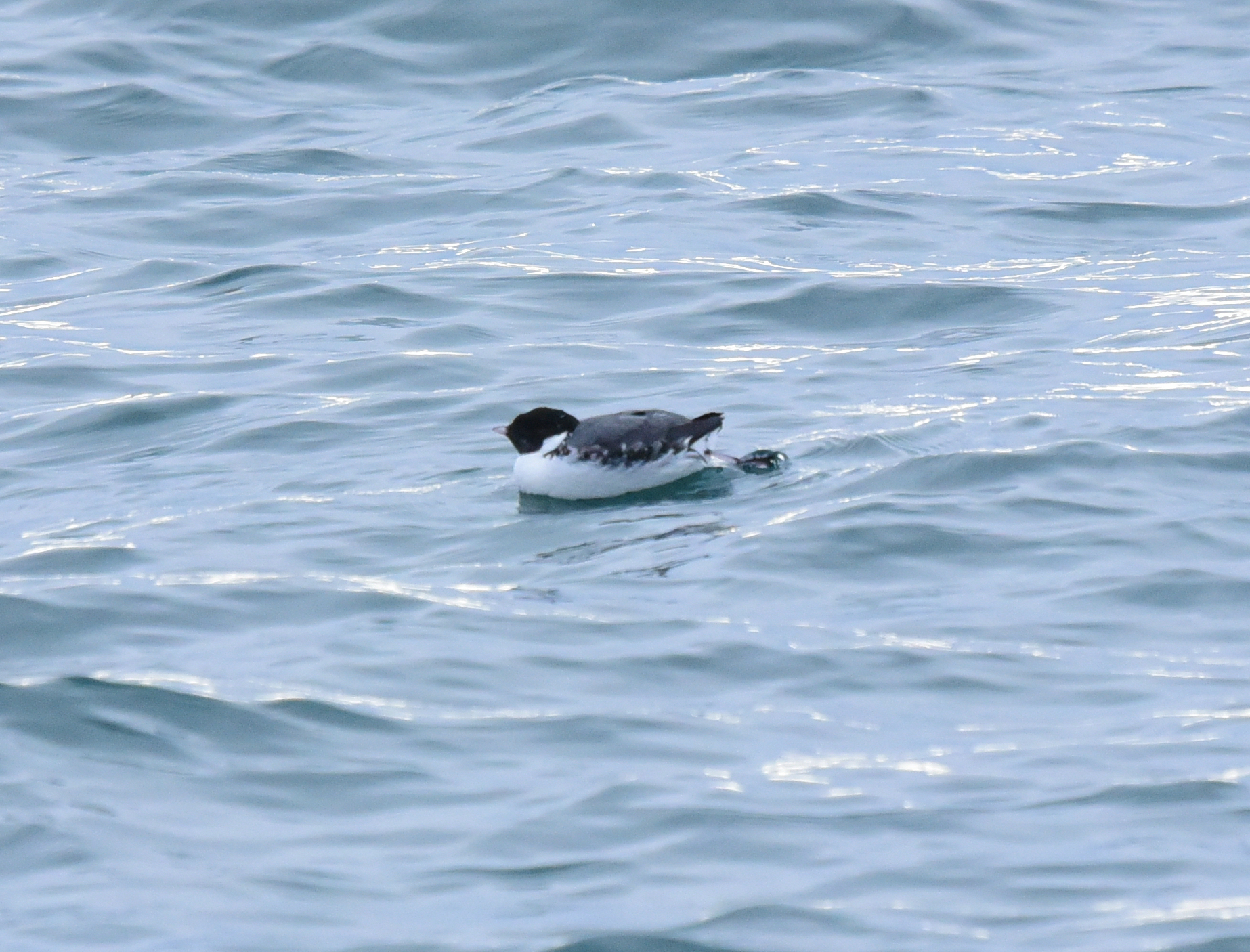 Ancient Murrelet