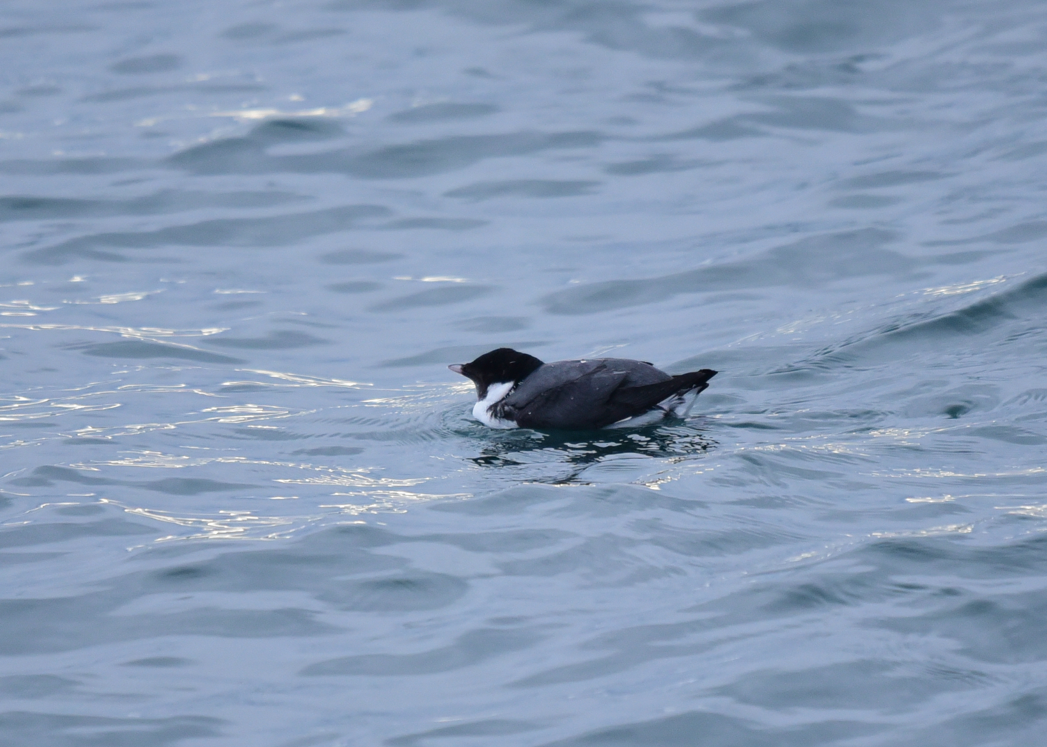 Ancient Murrelet