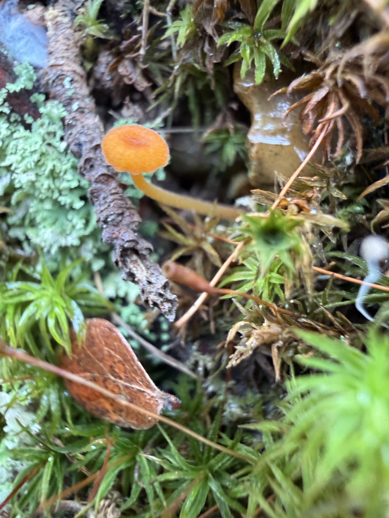 Rickenella fibula · December 2025 · photo: © ashleyrsteel (iNaturalist, cc-by)