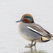Green-winged Teal - Photo (c) Mikhail Ezdakov, some rights reserved (CC BY-NC)