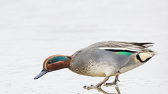 Eurasian Teal photo 5