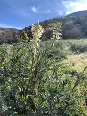 Astragalus oxyphysus