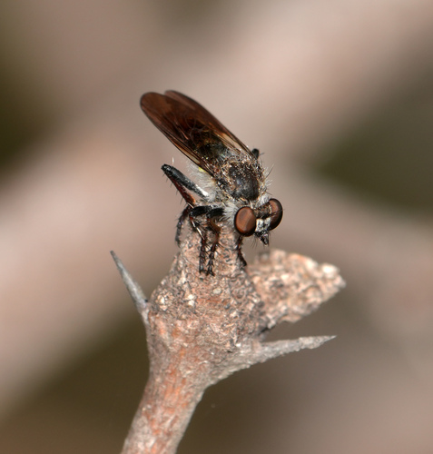 Unknown species found near McAllen, TX, USA