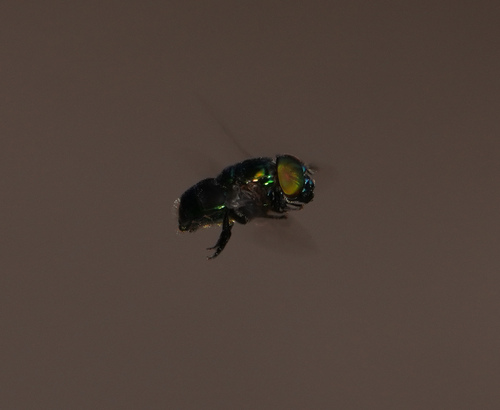 Unknown species found near McAllen, TX, USA