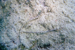 Corythoichthys flavofasciatus