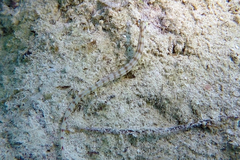 Corythoichthys flavofasciatus