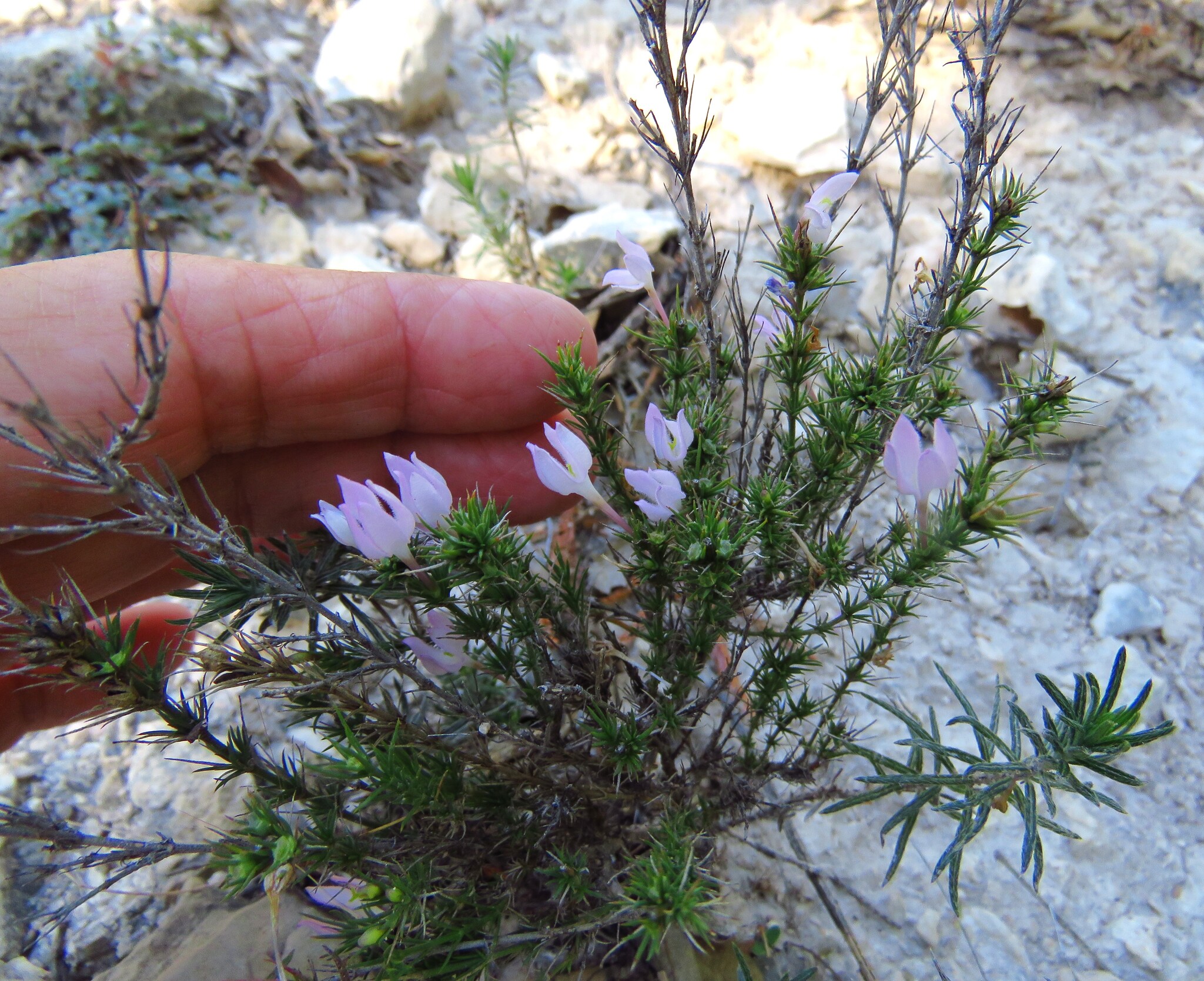Needleleaf Bluet (Houstonia acerosa)