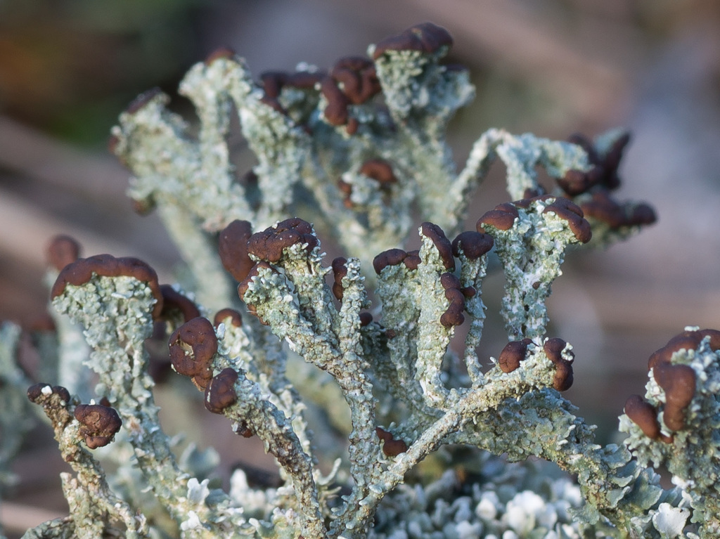 Split-peg Lichen