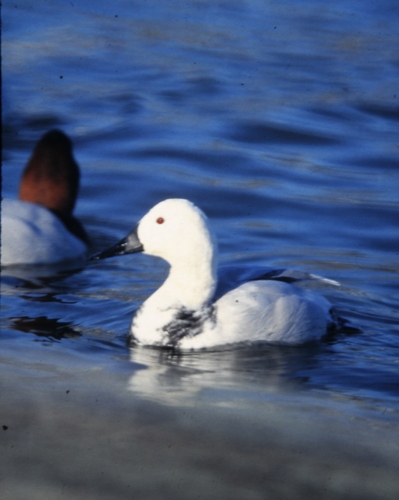 Fuligule à dos blanc