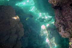 Plectorhinchus gaterinus