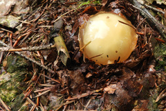 Fungi