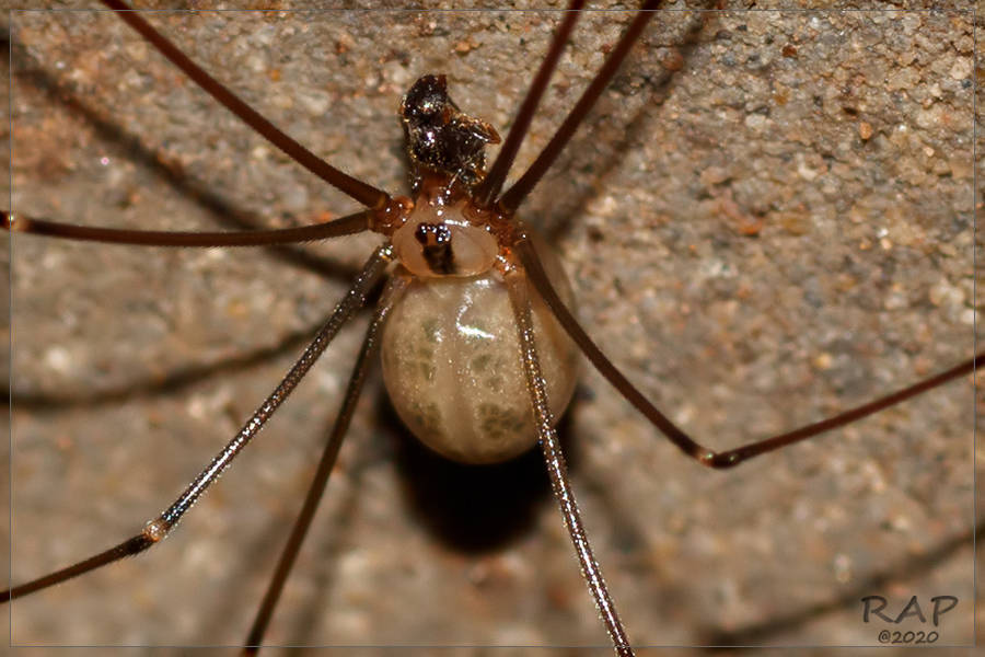 Mesabolivar borgesi